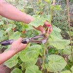 Доп фото Степлер садовый подвязочный Sakuma SC-8102 Tapetool (с лентой и запасным ножом) №4